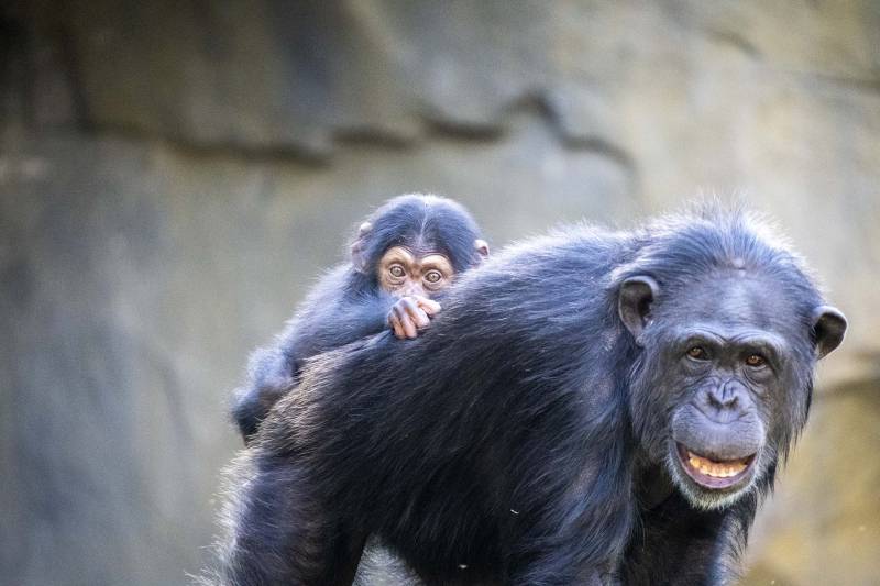 Los gorilas en Bioparc. EPDA