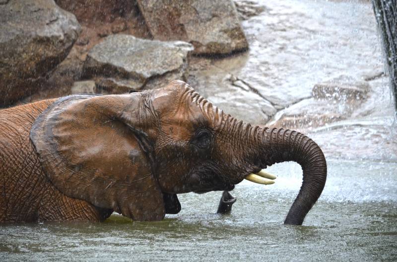 Un día de lluvia - elefantes jugando en el lago - BIOPARC Valencia 2018 