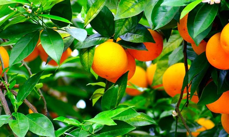 Imagen de archivo campo de naranjas./ EPDA