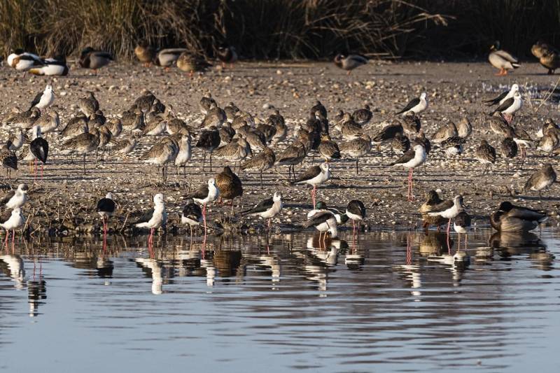 La Albufera - Foto: Javier Rodríguez