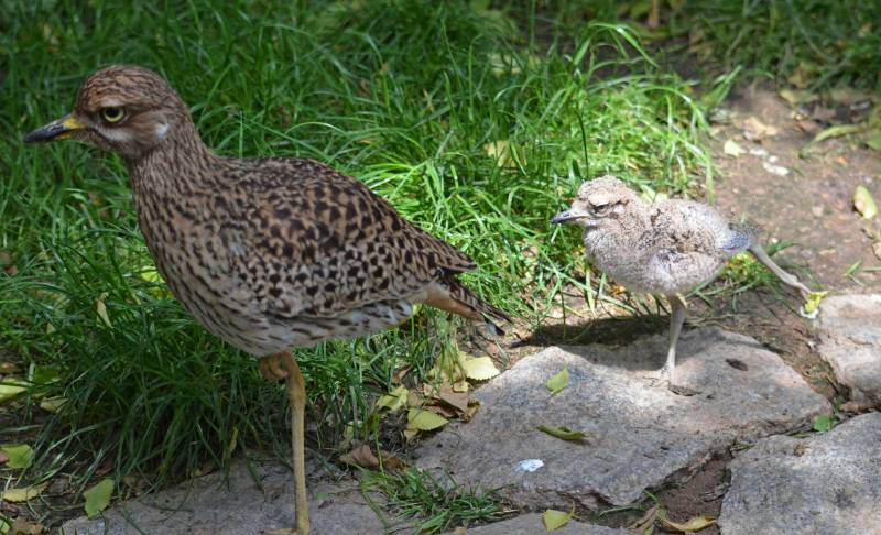 Alcaraván de El Cabo - madre y pollito - BIOPARC Valencia