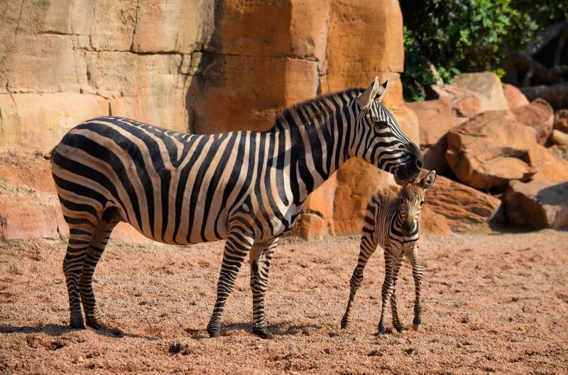 Cría cebra septiembre 2018 -BIOPARC VALENCIA