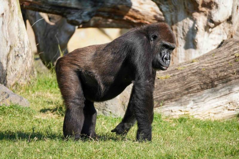 Fossey cumple 22 años en BIOPARC Valencia.