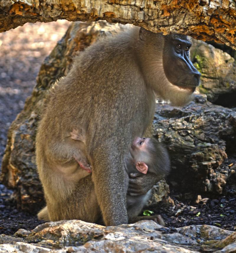 Kianja con su cría recién nacida