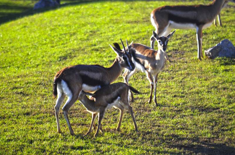 Cría de gacela Thomson mamando - sabana verde de BIOPARC Valencia - noviembre 2018 Cría de gacela Thomson mamando - sabana verde de BIOPARC Valencia - noviembre 2018