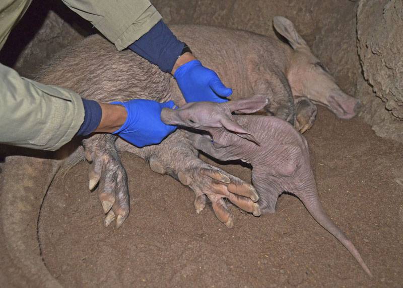 Bebé oricteropo, cerdo hormiguero, recién nacido en BIOPARC Valencia