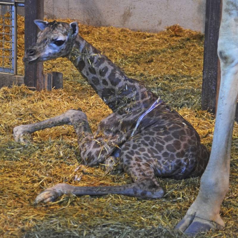 Nacimiento de jirafa Baringo