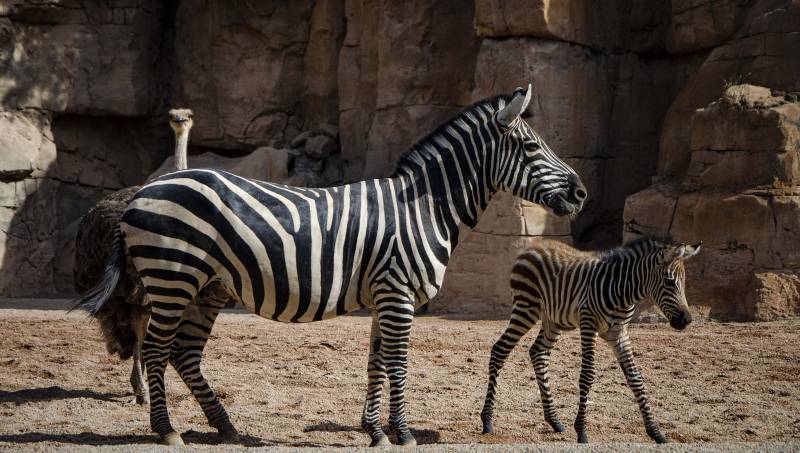 Agosto 2019 - Nace la primera cebra de este año en BIOPARC Valencia