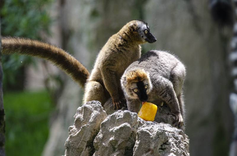 Helados 2019 - Lémures frentirrojos en BIOPARC Valencia