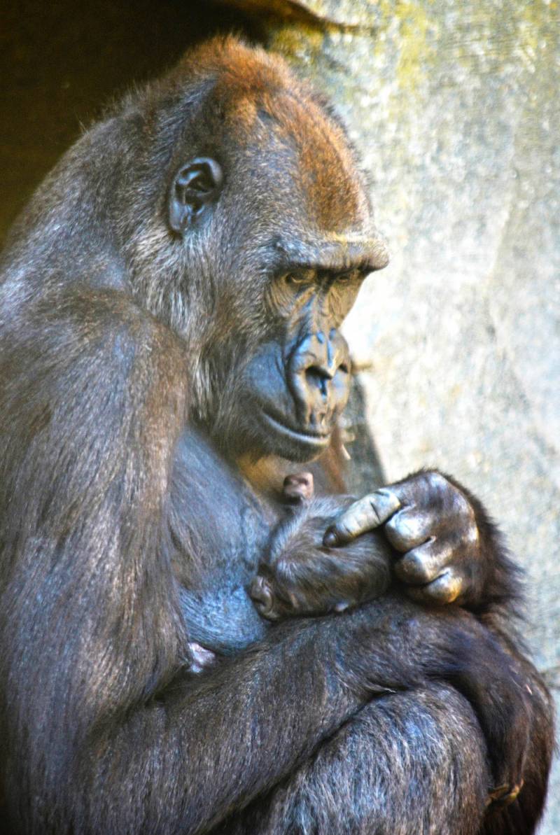 BIOPARC Valencia - La gorila Ali y su bebé recién nacido 11 abril 2019 
