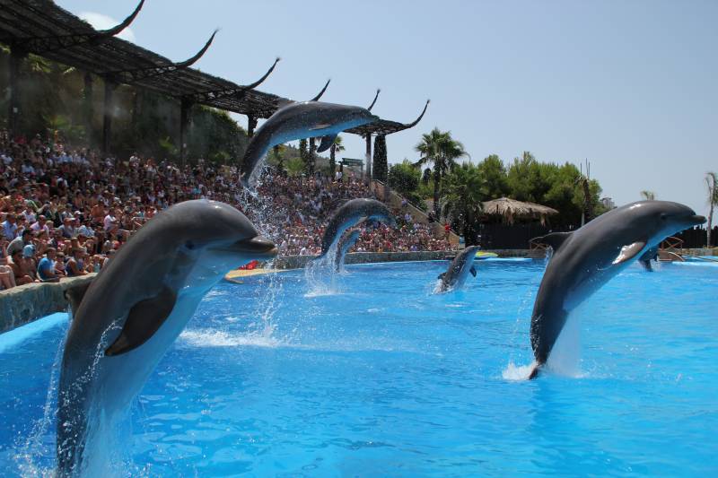 Delfines