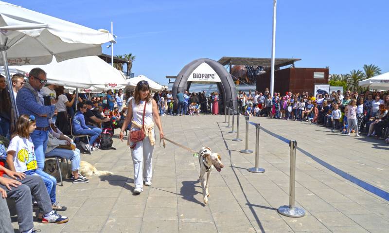 Primavera 2018 - DESFILE SOLIDARIO DE PERROS AUPA - BIOPARC