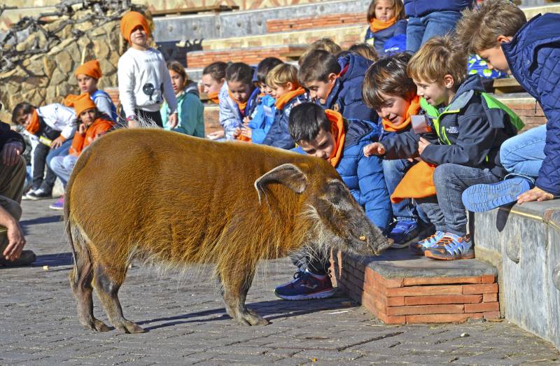 Expedición África Navidad BIOPARC Valencia - curso expertos en potamoqueros rojos