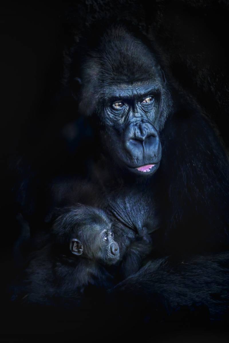 Los gorilas Fossey y Pepe - Exposicion Fotografica Solofoto - BIOPARC Valencia 2019