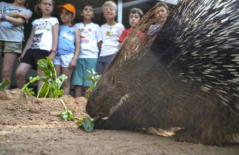 Escuela de verano EXPEDICIÓN ÁFRICA - BIOPARC Valencia - puercoespín