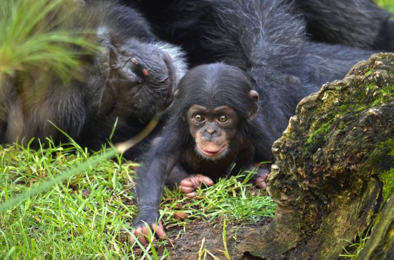 Chimpancés - Coco junto a su padre - BIOPARC Valencia - septiembre 2018