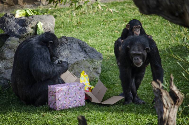 Enero 2020 - Los animales de BIOPARC Valencia reciben los regalos de los Reyes Magos, familia de chimpancés