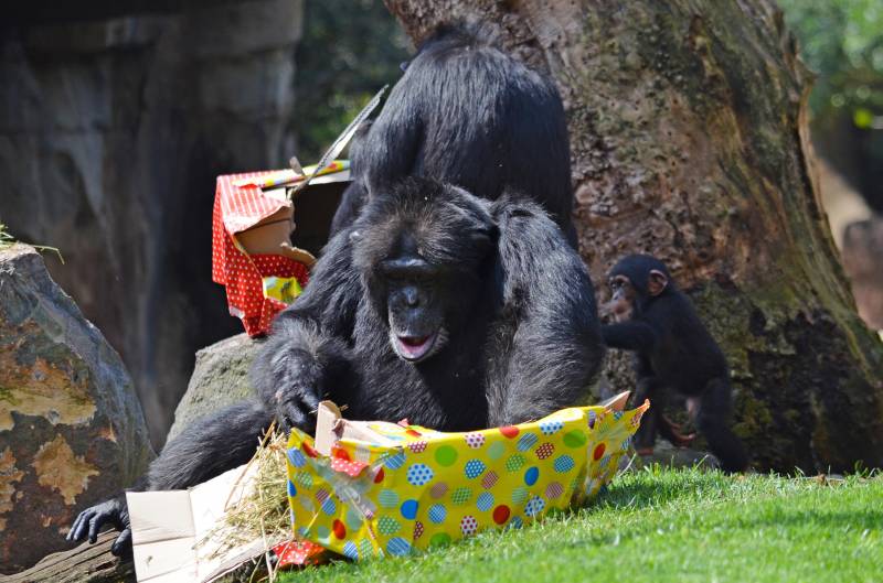 Cumpleaños Coco BIOPARC Valencia 