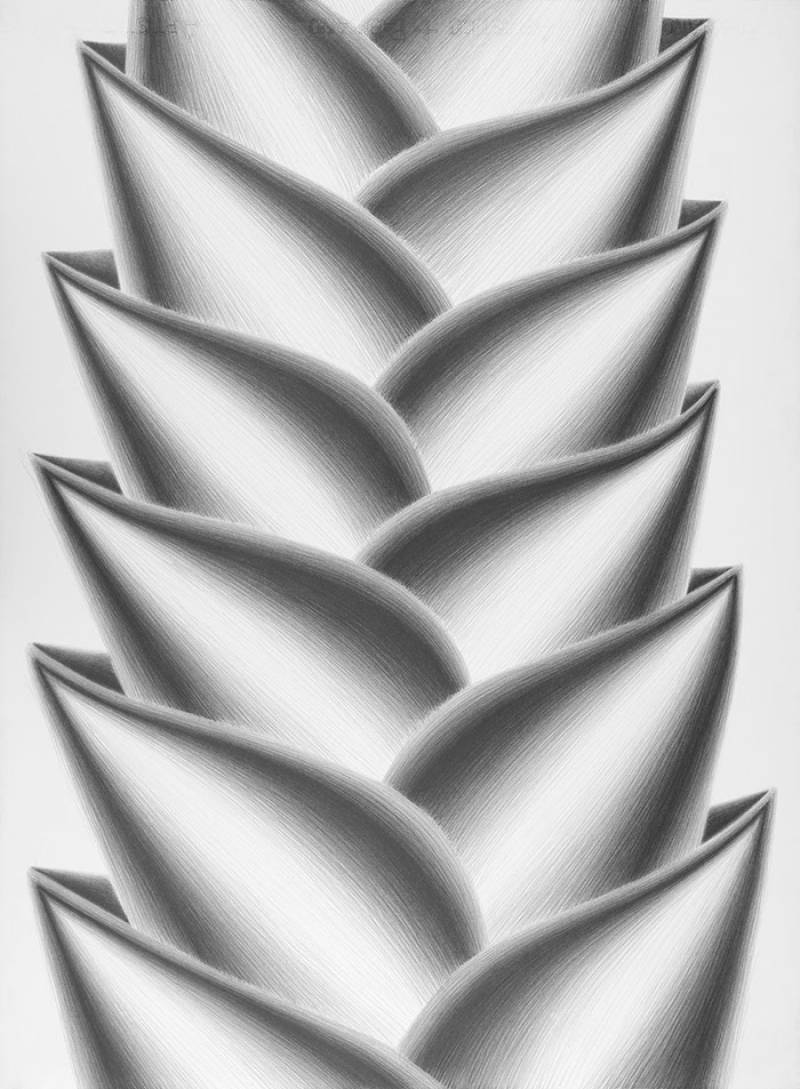 Heliconia lulius, 2012. Serie Heliconias. Lápiz grafito sobre papel, 76 x 56 cm./ EPDA