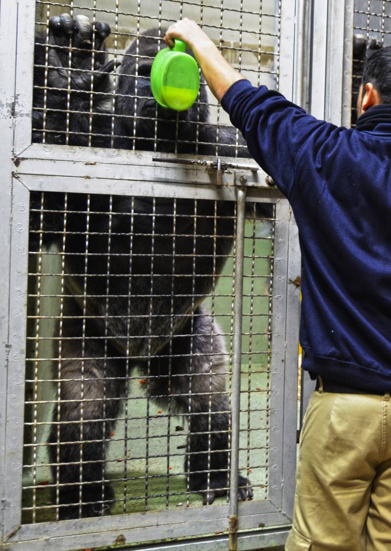 BIOPARC Valencia - enero 2019 - medidas extraordinarias contra el frío - caldo caliente para gorilas - con cuidador