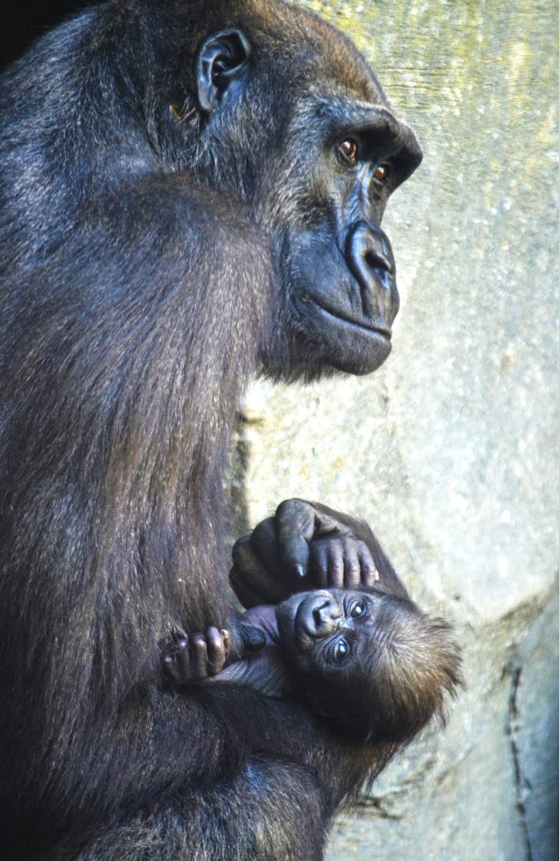 BIOPARC Valencia - La gorila Ali y su bebé Félix - abril 2019 