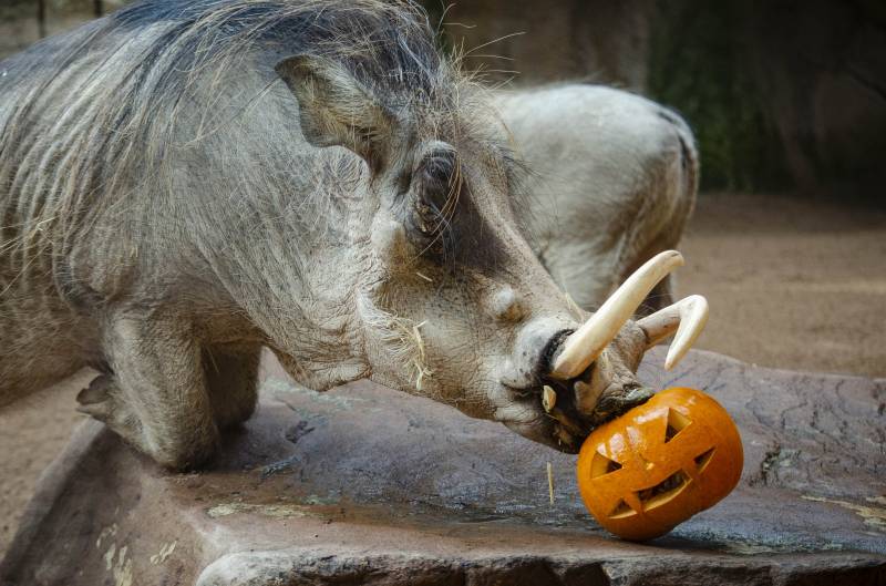 Halloween 2019 - BIOPARC Valencia - facoquero