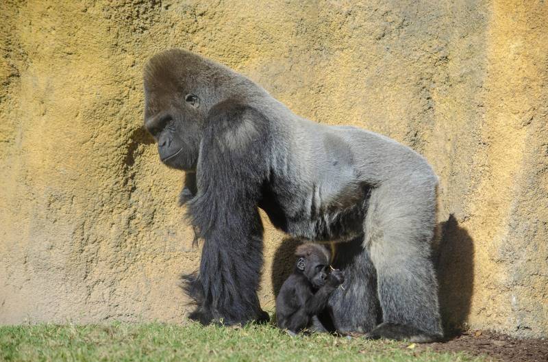 Los gorilas Mambie y Félix - 2019 BIOPARC Valencia