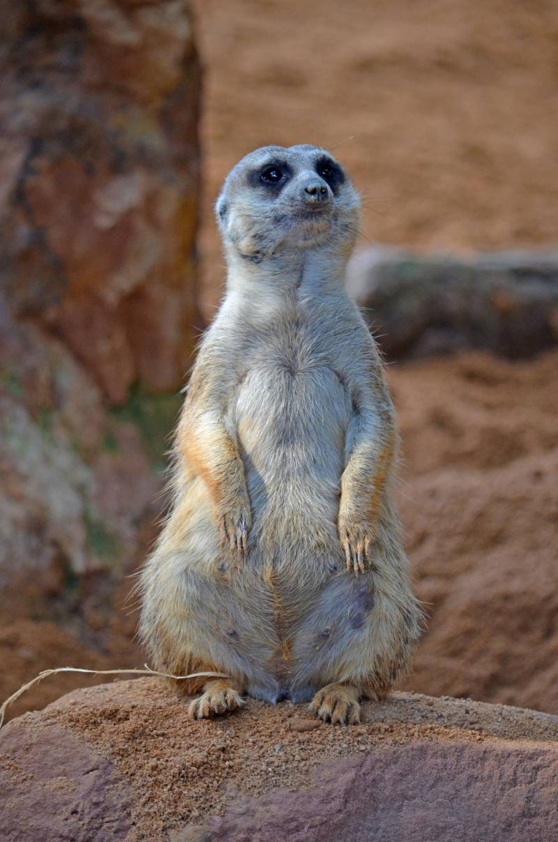 Suricata BIOPARC Valencia - julio 2019