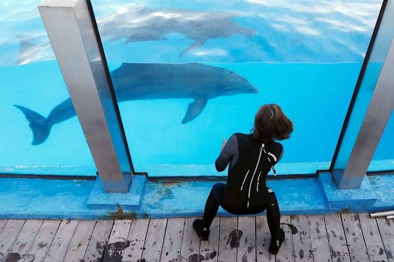 Una entrenadora del Oceanogràfic interactúa con un delfín. /EPDA