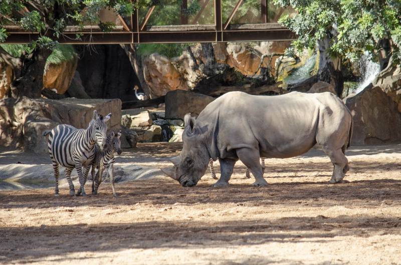 Cebra con su cría junto a un rinoceronte en la sabana africana de BIOPARC Valencia - octubre 2019