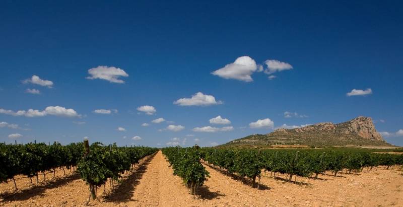 Viñedos Finca Venta La Vega 