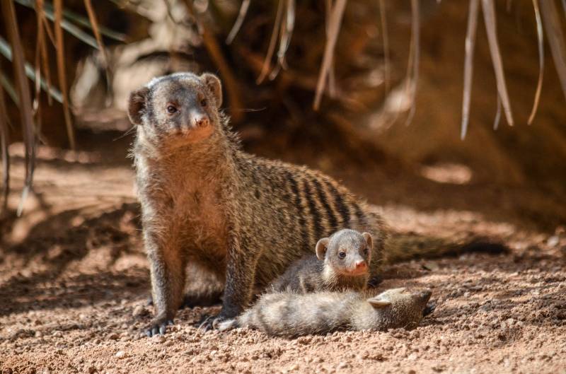 BIOPARC Valencia - Mangostas rayadas - adulto y crías - verano 2019