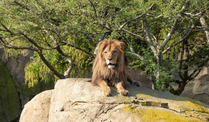 Lubango, nuevo león del Bioparc./ EPDA