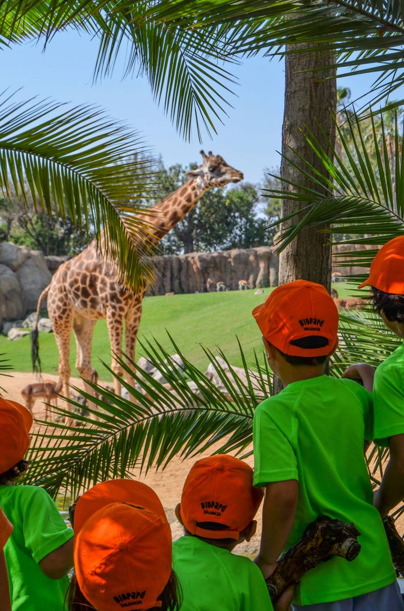 Escuela de verano EXPEDICIÓN ÁFRICA - BIOPARC Valencia - exploradores en la sabana africana observando a las jirafas