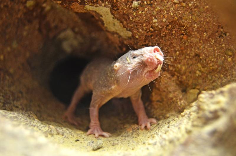 Rata topo desnuda - Heterocephalus glaber - BIOPARC Valencia