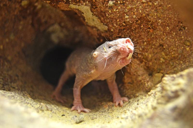 Rata topo desnuda - Heterocephalus glaber - BIOPARC Valencia Rata topo desnuda - Heterocephalus glaber - BIOPARC Valencia