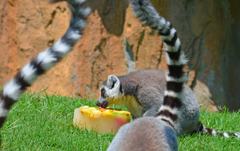 BIOPARC Valencia - helados 2018 - lémures de cola anillada BIOPARC Valencia - helados 2018 - lémures de cola anillada
