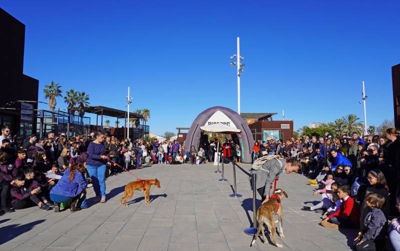 15 desfile AUPA - Fundación BIOPARC - 15 diciembre 2019 plaza exterior de BIOPARC Valencia