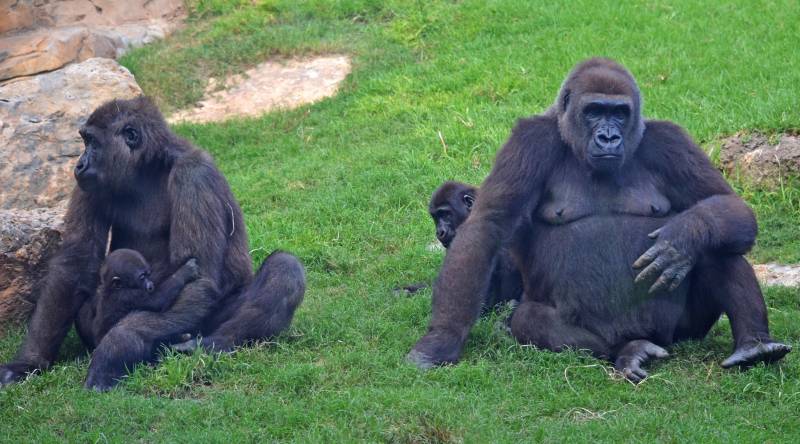 Los 3 gorilas nacidos en BIOPARC Valencia - Ebo, Virunga y Pepe - Y la hembra Nalani - septiembre 2018