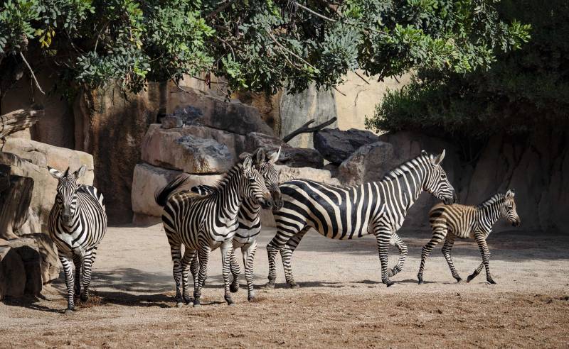 Agosto 2019 - Nace la primera cebra de este año en BIOPARC Valencia