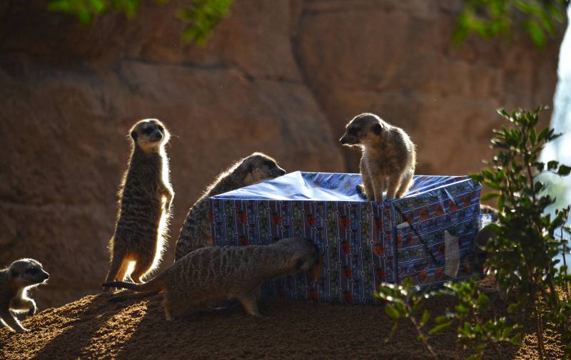 Suricatas - Papá Noel entrega los regalos a los animales de BIOPARC Valencia - 24 diciembre 2018 Suricatas - Papá Noel entrega los regalos a los animales de BIOPARC Valencia - 24 diciembre 2018