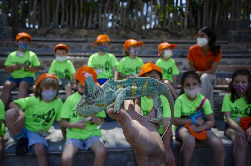 Camaleon en Bioparc. EPDA