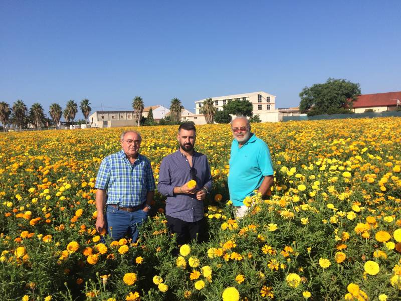 Clavellones de la Batalla de Flores