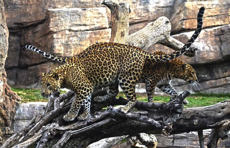 Enero 2018 - leopardos en el bosque ecuatorial de Bioparc Valencia