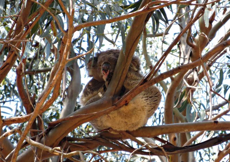 Koala durmiendo, Foto Clara Estrems