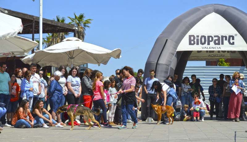 12º DESFILE SOLIDARIO DE PERROS AUPA - BIOPARC