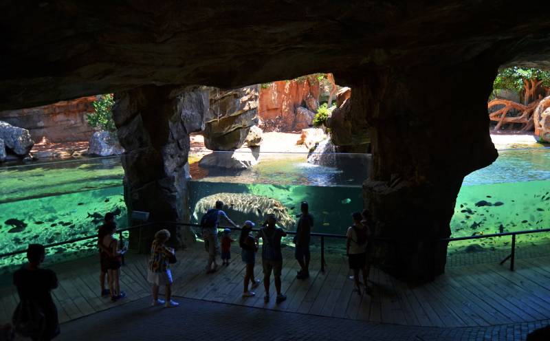 Visitantes en la cueva de Kitum - observando a los hipopótamos - BIOPARC Valencia