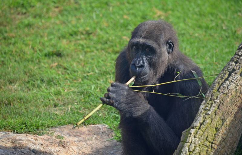 El gorila EBO celebra su 6 cumpleaños - BIOPARC Valencia - 26 octubre 2018