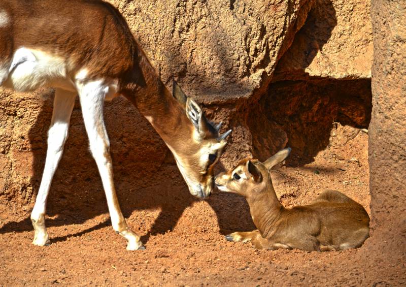 Cría gacela Mhorr nacida marzo 2018 BIOPARC Valencia