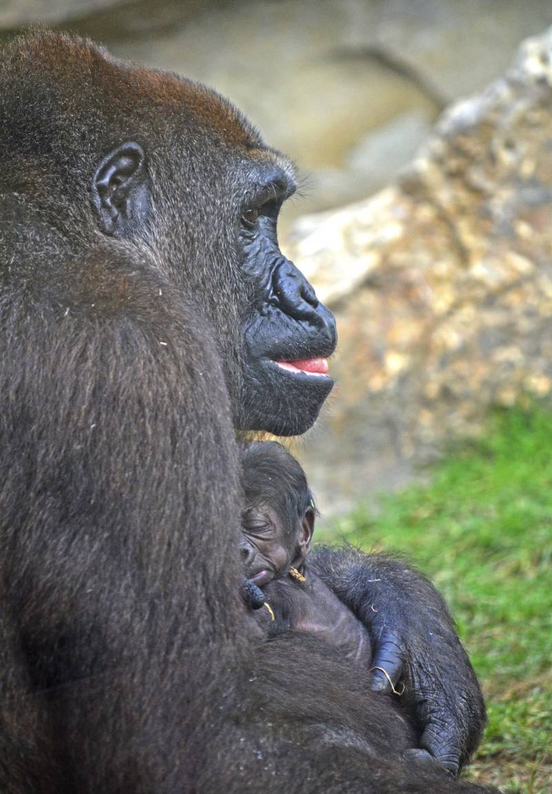 Bebe gorila recién nacido en BIOPARC Valencia